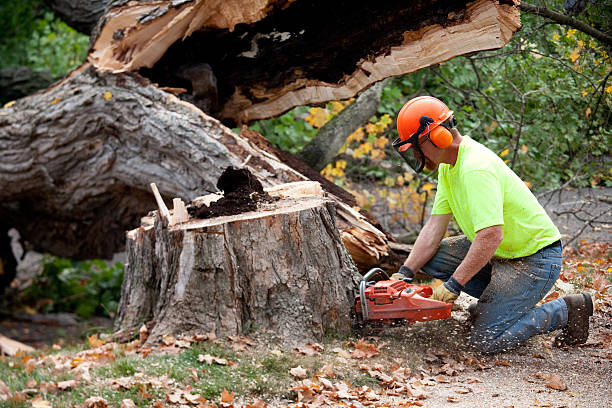 The Steps Involved in Our Tree Care Process in Ottawa, IL